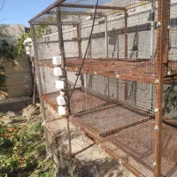 یک عدد قفس آهنی|لوازم جانبی حیوانات|شبستر, |دیوار