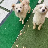 سگ پامر نر و ماده سه ماهه واکسن زده