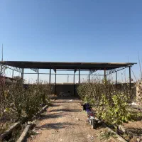 دامداری اجاره ای