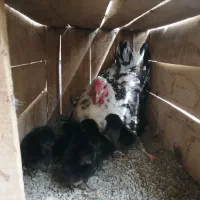 مرغ با 6تا جوجه