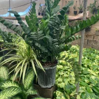 فروش گیاه زاموفیلیا سایز خیلی بزرگ از گلخانه