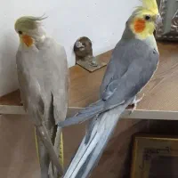 یک جفت عروس هلندی آماده و سخنگو