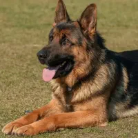 فروش سگ ژرمن