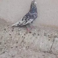 نر سارسرور چشم سیاه