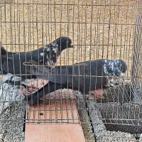 کبوتر|پرنده|ایلام, |دیوار