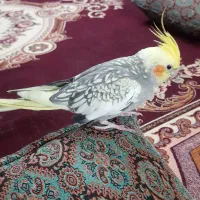 عروس هلندی ماده دستی|پرنده|دماوند, دماوند|دیوار