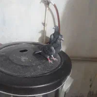جان اردن. کربلایی کاکل و کله سیاه