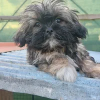 توله شیتزو های 2ماه و نیمه|سگ|بندر انزلی, انصار الحسین|دیوار