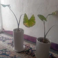 گل طبیعی|گل و گیاه طبیعی|قم, شهر قائم|دیوار