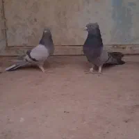 ماده پر نر سبز پر|پرنده|بابا حیدر, |دیوار