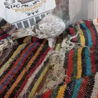 چند جفت کفتر درجه یک زاددار فروشی