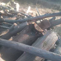 خرید چوب درختان شما را به قیمت روز خریداریم