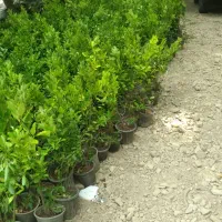 خدمات باغبانی هرسکاری سمپاشی|خدمات باغبانی و درختکاری|تهران, بلوار کشاورز|دیوار