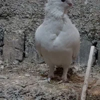 موشی سینه فر