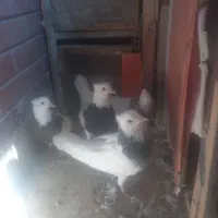 کفتر طوقی ۴ تا با هم