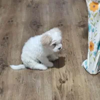 سگ ماتیز کراس