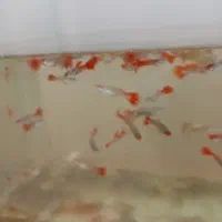 ماهی گوپی و دمشمیری و آکواریوم و لوازمش|ماهی|نجف‌آباد, امیرآباد|دیوار