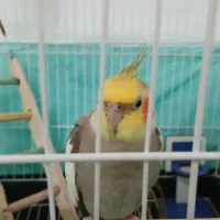 فروش جفت عروس هلندی|پرنده|صومعه‌سرا, |دیوار