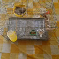 قناری نر و ماده سوخته بهمراه یک عدد جوجه ۳روز|پرنده|اصفهان, کشاورزی|دیوار