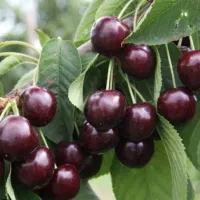 تامین کننده گیلاس