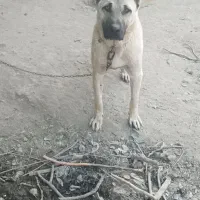 توله کنگان ۱۲