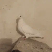 کبوترسفیدماده