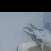 کله هما هفرنگ نر عتیقه...موقعیت سبزوار قابل ارسال