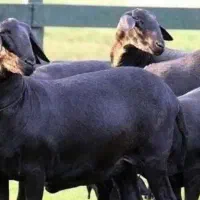 گوسفندپرواری قزوین جهت قربانی