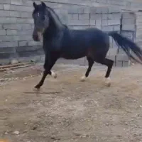 اسب نریان نژادکرد،پرخون ،رام وفرمان پذیر|اسب و تجهیزات اسبسواری|کرمانشاه, |دیوار