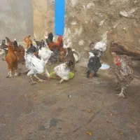 تخم مرغ نطفه دار نژاد لاری برهما چهل تاج|حیوانات مزرعه|دهدشت, |دیوار