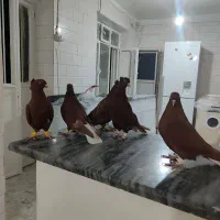 دم سفید|پرنده|قزوین, |دیوار