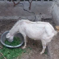 کهره با بچه نر