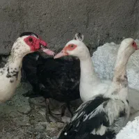 مرغ سفید تخمگذار  اردک اسرائیلی تخمگذار  ساکت