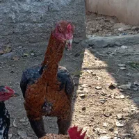 جوجه خروس لاری و محلی|حیوانات مزرعه|قائمشهر, |دیوار