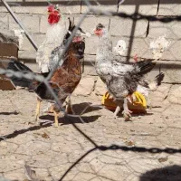 خروس و مرغ برهما|پرنده|سوری, |دیوار