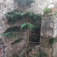 گلها