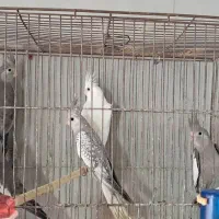 فروش عروس انواع رنگ و نژاد