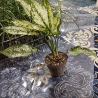 گل و گیاه خاص|گل و گیاه طبیعی|مراغه, |دیوار