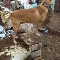 سگ سرابی|سگ|خواجه, |دیوار