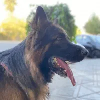 سگ ژرمن