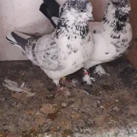 کفتر پرشی|پرنده|قم, شهرک امام حسین|دیوار