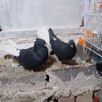 دم سفید و کلاغ کربلایی|پرنده|شاندیز, |دیوار