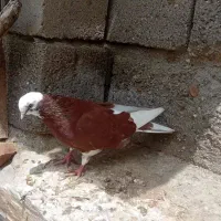 سفید ابلاغ و کله زرد