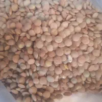 لوبیا چیتی ۳۳۰|خوردنی و آشامیدنی|پاکدشت, حصار امیر|دیوار