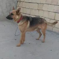 سگ ژرمن ورک ماده شش ماهه