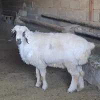 فروش یک راس قوچ جوون یک و نیم ساله