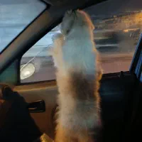 واگذاری شیتزو|سگ|گرمسار, |دیوار