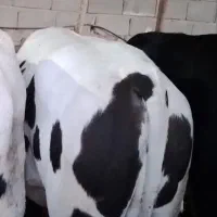 گاو گوشتی|حیوانات مزرعه|شاخنات, |دیوار