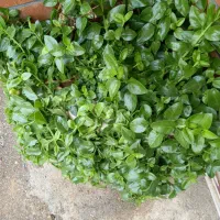 زمین-خانه-باغ-با-آب-کشاورزی