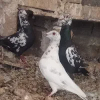 سار اقون